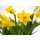 Zwerg Narzisse, (Narcissus), im 8,5cm Topf, Farbe: gelb, Sorte Tete à Tete
