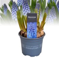 Traubenhyazinthe (Muscari), Sorte: Blau (Big Smile), im...