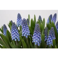 Traubenhyazinthe (Muscari), Sorte: Blau (Big Smile), im 9cm Topf
