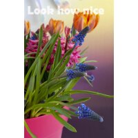 Traubenhyazinthe (Muscari), Sorte: Blau (Big Smile), im 9cm Topf