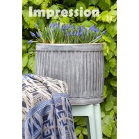 Traubenhyazinthe (Muscari), Sorte: Blau (Big Smile), im 9cm Topf