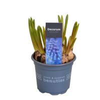 Traubenhyazinthe (Muscari), Sorte: Blau (Big Smile), im...