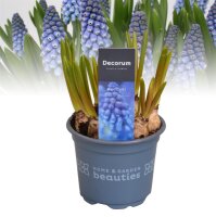 Traubenhyazinthe (Muscari), Sorte: Blau (Big Smile), im...