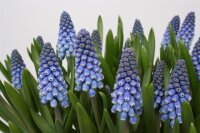 Traubenhyazinthe (Muscari), Sorte: Blau (Big Smile), im 9cm Topf