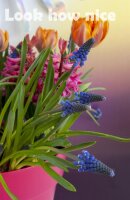 Traubenhyazinthe (Muscari), Sorte: Blau (Big Smile), im 9cm Topf