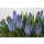 Traubenhyazinthe (Muscari), Sorte: Blau (Big Smile), im 9cm Topf