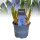 Traubenhyazinthe (Muscari), Sorte: Blau (Big Smile), im 9cm Topf