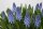 Traubenhyazinthe (Muscari), Sorte: Blau (Big Smile), im 9cm Topf