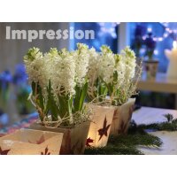 Hyazinthe, (Hyacinthus orientalis), 3 Zwiebel im 12cm Topf, Farbe weiss, Sorte: White Pearl