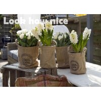 Hyazinthe, (Hyacinthus orientalis), 3 Zwiebel im 12cm Topf, Farbe weiss, Sorte: White Pearl
