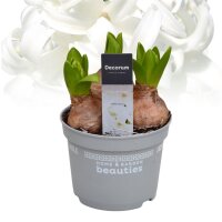 Hyazinthe, (Hyacinthus orientalis), 3 Zwiebel im 12cm Topf, Farbe weiss, Sorte: White Pearl