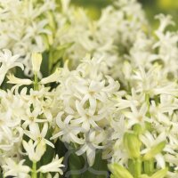 Hyazinthe, (Hyacinthus orientalis), 3 Zwiebel im 12cm...