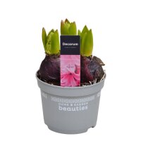 Hyazinthe, (Hyacinthus orientalis), 3 Zwiebel im 12cm...