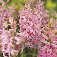 Hyazinthe, (Hyacinthus orientalis), 3 Zwiebel im 12cm...