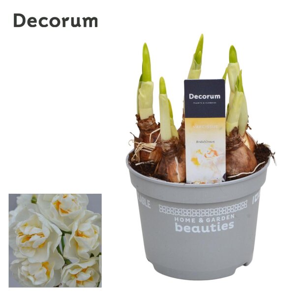 gefüllte Narzisse, (Narcissus), Sorte: Bridal Crown, im 12cm Topf