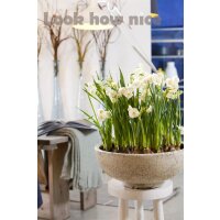 gef&uuml;llte Narzisse, (Narcissus), Sorte: Bridal Crown, im 12cm Topf