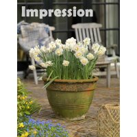 gef&uuml;llte Narzisse, (Narcissus), Sorte: Bridal Crown, im 12cm Topf