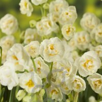 gefüllte Narzisse, (Narcissus), Sorte: Bridal Crown,...