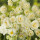 gefüllte Narzisse, (Narcissus), Sorte: Bridal Crown, im 12cm Topf