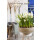 gefüllte Narzisse, (Narcissus), Sorte: Bridal Crown, im 12cm Topf