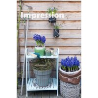 Hyazinthe, (Hyacinthus orientalis), 3 Zwiebel im 12cm Topf, Farbe blau, Sorte: Blue Pearl