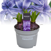 Hyazinthe, (Hyacinthus orientalis), 3 Zwiebel im 12cm...