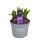 Hyazinthe, (Hyacinthus orientalis), 3 Zwiebel im 12cm Topf, Farbe blau, Sorte: Blue Pearl
