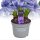 Hyazinthe, (Hyacinthus orientalis), 3 Zwiebel im 12cm Topf, Farbe blau, Sorte: Blue Pearl