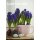Hyazinthe, (Hyacinthus orientalis), 3 Zwiebel im 12cm Topf, Farbe blau, Sorte: Blue Pearl