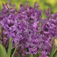 Hyazinthe, (Hyacinthus orientalis), 3 Zwiebel im 12cm Topf, Farbe purple, Sorte: Purple Sensation