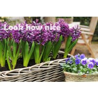 Hyazinthe, (Hyacinthus orientalis), 3 Zwiebel im 12cm Topf, Farbe purple, Sorte: Purple Sensation