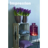 Hyazinthe, (Hyacinthus orientalis), 3 Zwiebel im 12cm Topf, Farbe purple, Sorte: Purple Sensation