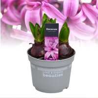 Hyazinthe, (Hyacinthus orientalis), 3 Zwiebel im 12cm...