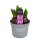 Hyazinthe, (Hyacinthus orientalis), 3 Zwiebel im 12cm Topf, Farbe purple, Sorte: Purple Sensation
