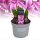 Hyazinthe, (Hyacinthus orientalis), 3 Zwiebel im 12cm Topf, Farbe purple, Sorte: Purple Sensation