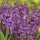 Hyazinthe, (Hyacinthus orientalis), 3 Zwiebel im 12cm Topf, Farbe purple, Sorte: Purple Sensation