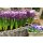 Hyazinthe, (Hyacinthus orientalis), 3 Zwiebel im 12cm Topf, Farbe purple, Sorte: Purple Sensation