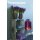 Hyazinthe, (Hyacinthus orientalis), 3 Zwiebel im 12cm Topf, Farbe purple, Sorte: Purple Sensation
