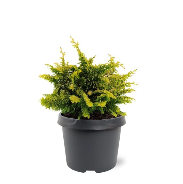 Gelbe Zwergzypresse, (Chamaecyparis obtusa), Sorte: Fernspray Gold, im 19cm Topf, ca. 30cm hoch