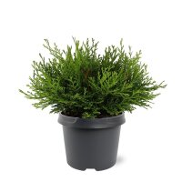 Zwergzypresse, (Chamaecyparis obtusa), Sorte: Pygmae, im...