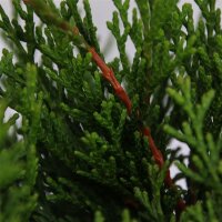 Zwergzypresse, (Chamaecyparis obtusa), Sorte: Pygmae, im...