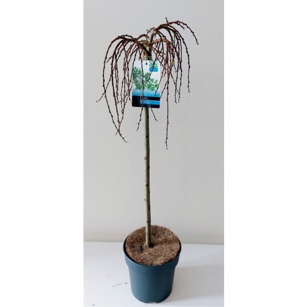 Zwergweide, (Salix arbuscula), im 19cm Topf, ca. 80cm hoch