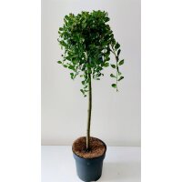 Zwergweide, (Salix arbuscula), im 19cm Topf, ca. 80cm hoch