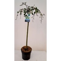 Zwergweide, (Salix arbuscula), im 19cm Topf, ca. 80cm hoch