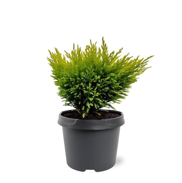 Teppichwacholder, (Juniperus horizontalis), Sorte: Limeglow, im 19cm Topf, ca. 35cm hoch