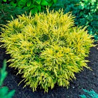 Teppichwacholder, (Juniperus horizontalis), Sorte:...