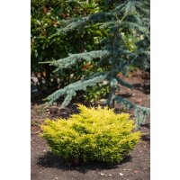 Teppichwacholder, (Juniperus horizontalis), Sorte: Limeglow, im 19cm Topf, ca. 35cm hoch