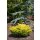Teppichwacholder, (Juniperus horizontalis), Sorte: Limeglow, im 19cm Topf, ca. 35cm hoch