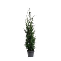 Baumzypresse, (Cupressus leylandii), Sorte: Blue Jeans, im 23cm Topf, ca. 75cm hoch