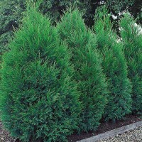 Baumzypresse, (Cupressus leylandii), Sorte: Blue Jeans, im 23cm Topf, ca. 75cm hoch